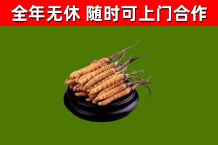 青云谱回收散虫草